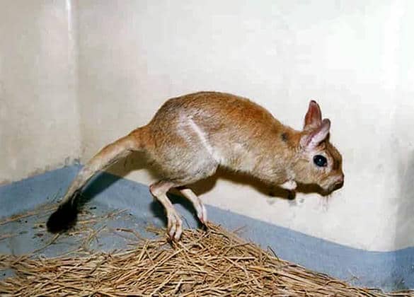 動物図鑑・トビウサギ